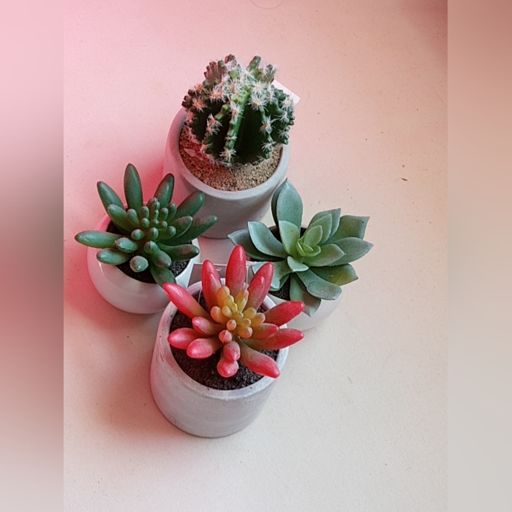 Cuuuuute Succulent Planter Set - Green and Red - Picture 3 of 8